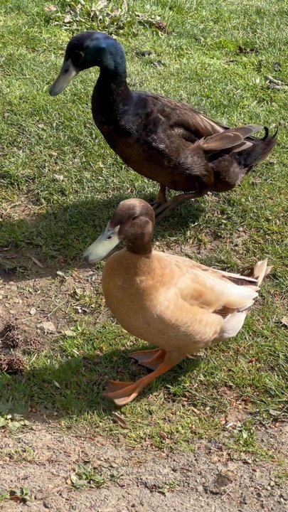 Regional Park - Adorable goslings with their mamas & ducks gracefully swimming in the water, Little Library Troop 1209 & one of their playgrounds! - Parks Near Me - Auburn, California