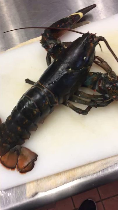 Lin's Asian Cafe Five Forks - live lobster - Chinese Near Me - Simpsonville, South Carolina