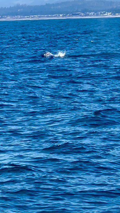 Dockside Charters - Whale tail! - Boating Near Me - Depoe Bay, Oregon