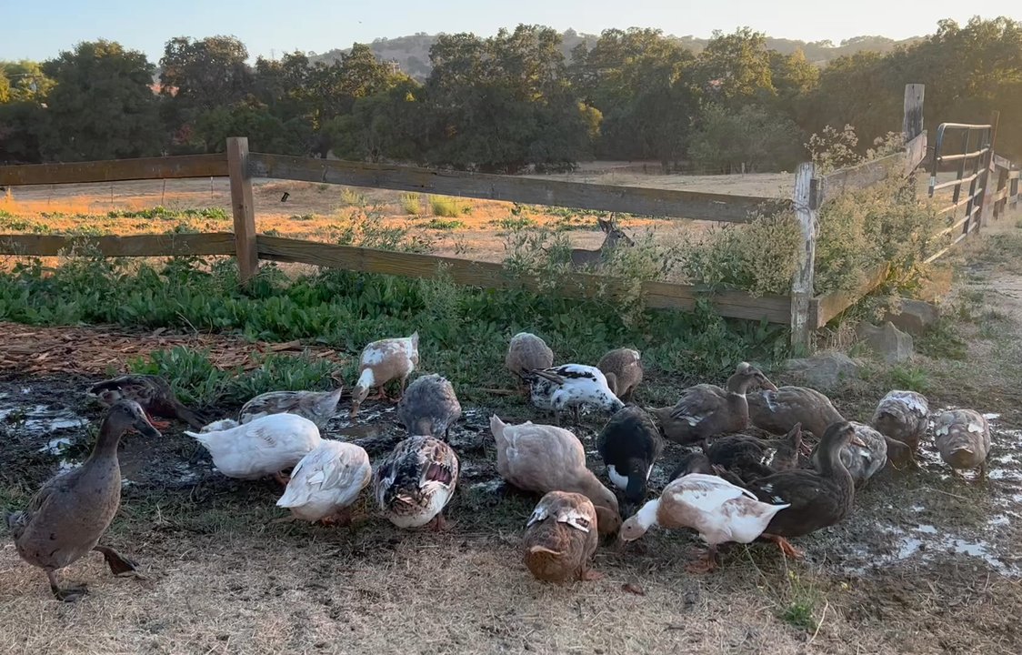 Bryerly Farms - Ducks foraging on the regenerative farm! - Horseback Riding Near Me - Walnut Creek, California