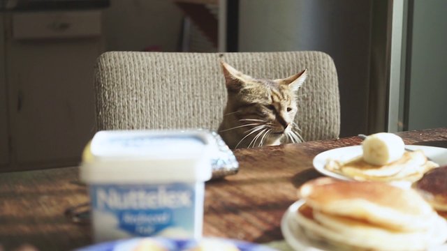 Cat at the breakfast table