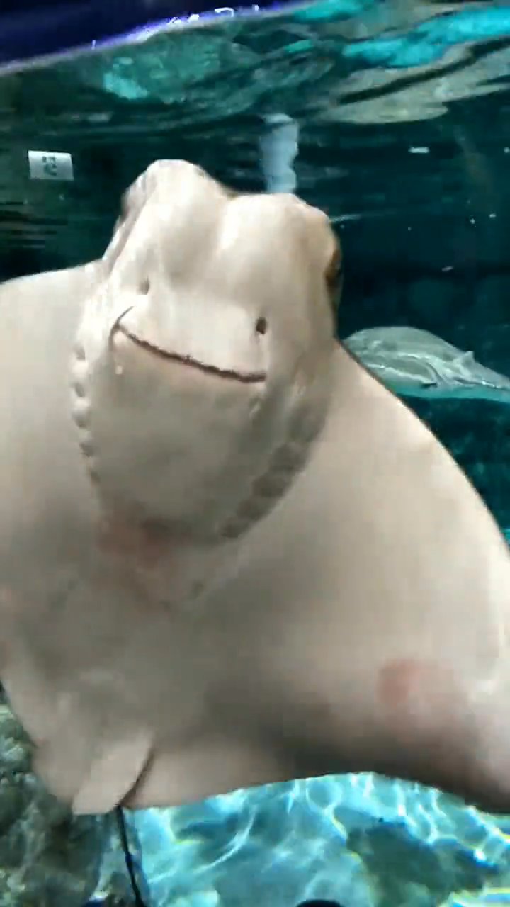 take me under
🎥 Lynne Wagas · Pexels
#ocean #underwater #marinelife #nature #relax
