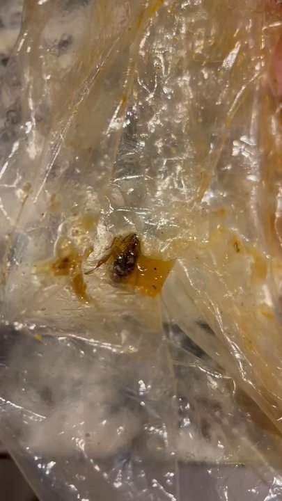 Crafty Crab - Found dead roach in food.... - Seafood Near Me - Randallstown, Maryland