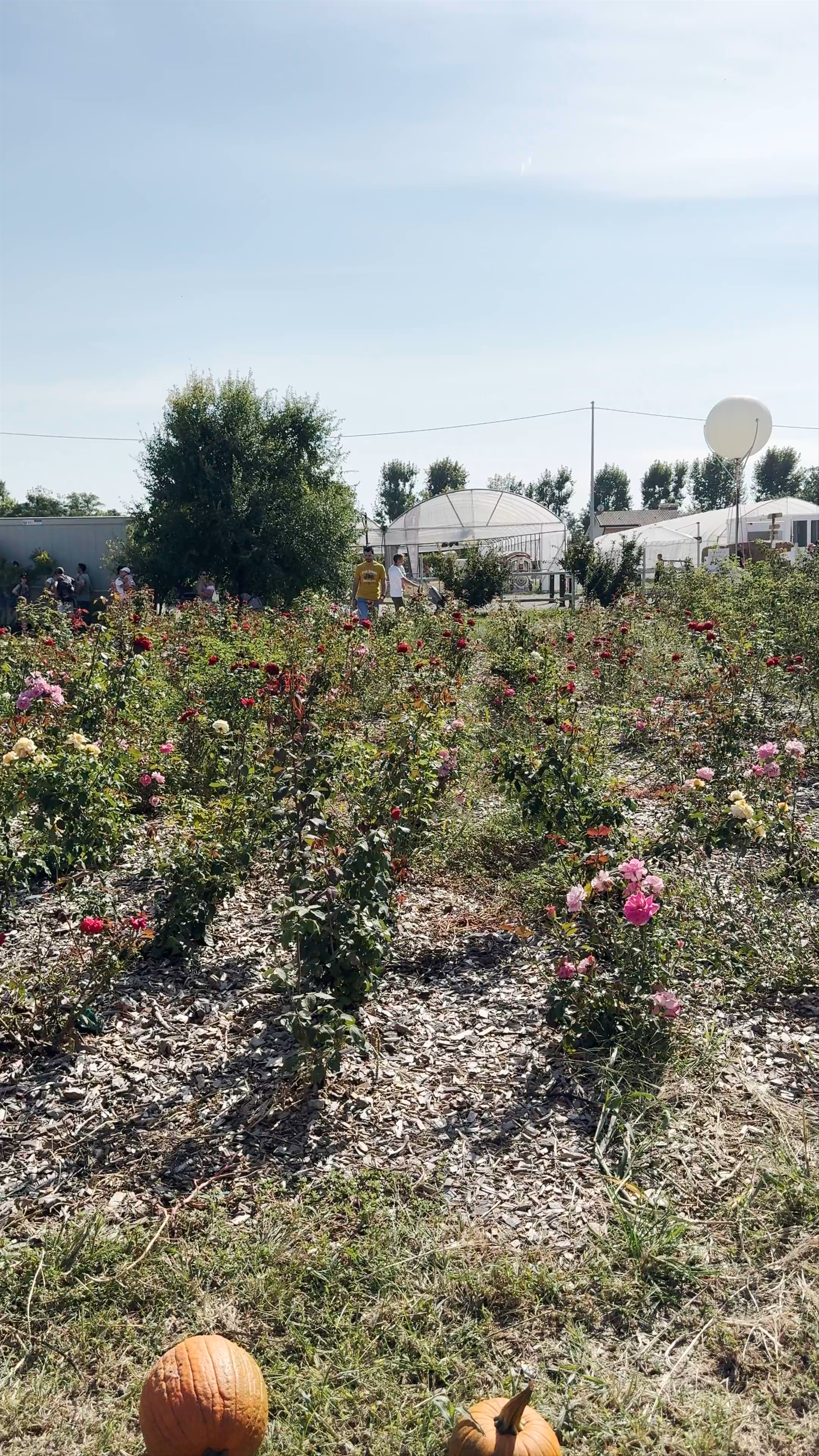 NONNO ANDREA Azienda Agricola Biodiversa