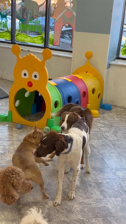 City Tails - Pet Groomers Near Me - Brighton, Massachusetts