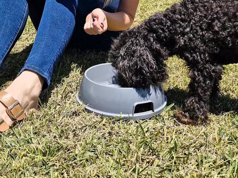 Pet Nutrition