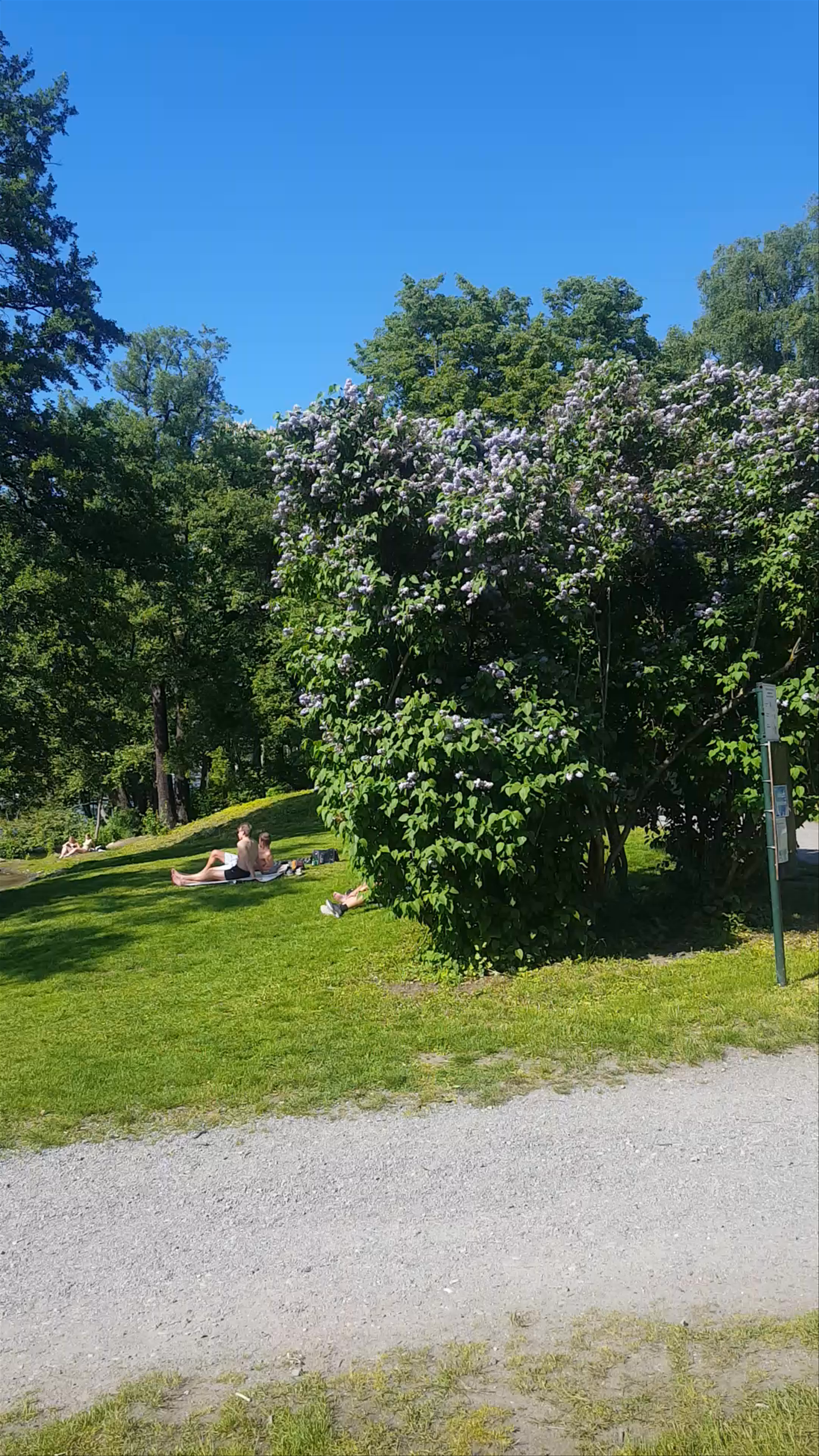 Serene Summer Escape at Långholmen, Stockholm