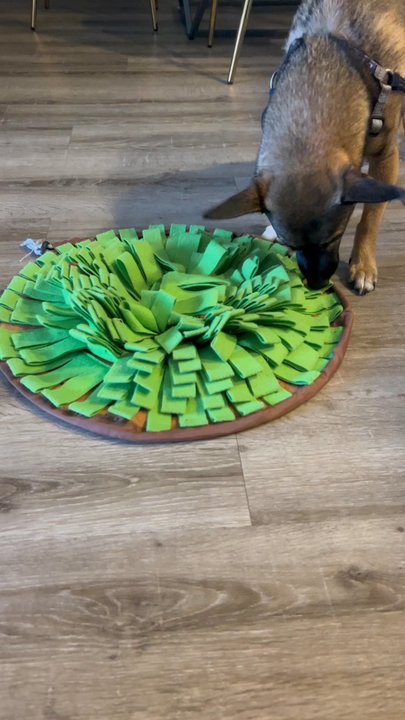 Double D Dog Training - Bear finding goodies in the snuffle mat. - Pet Training Near Me - San Antonio, Texas