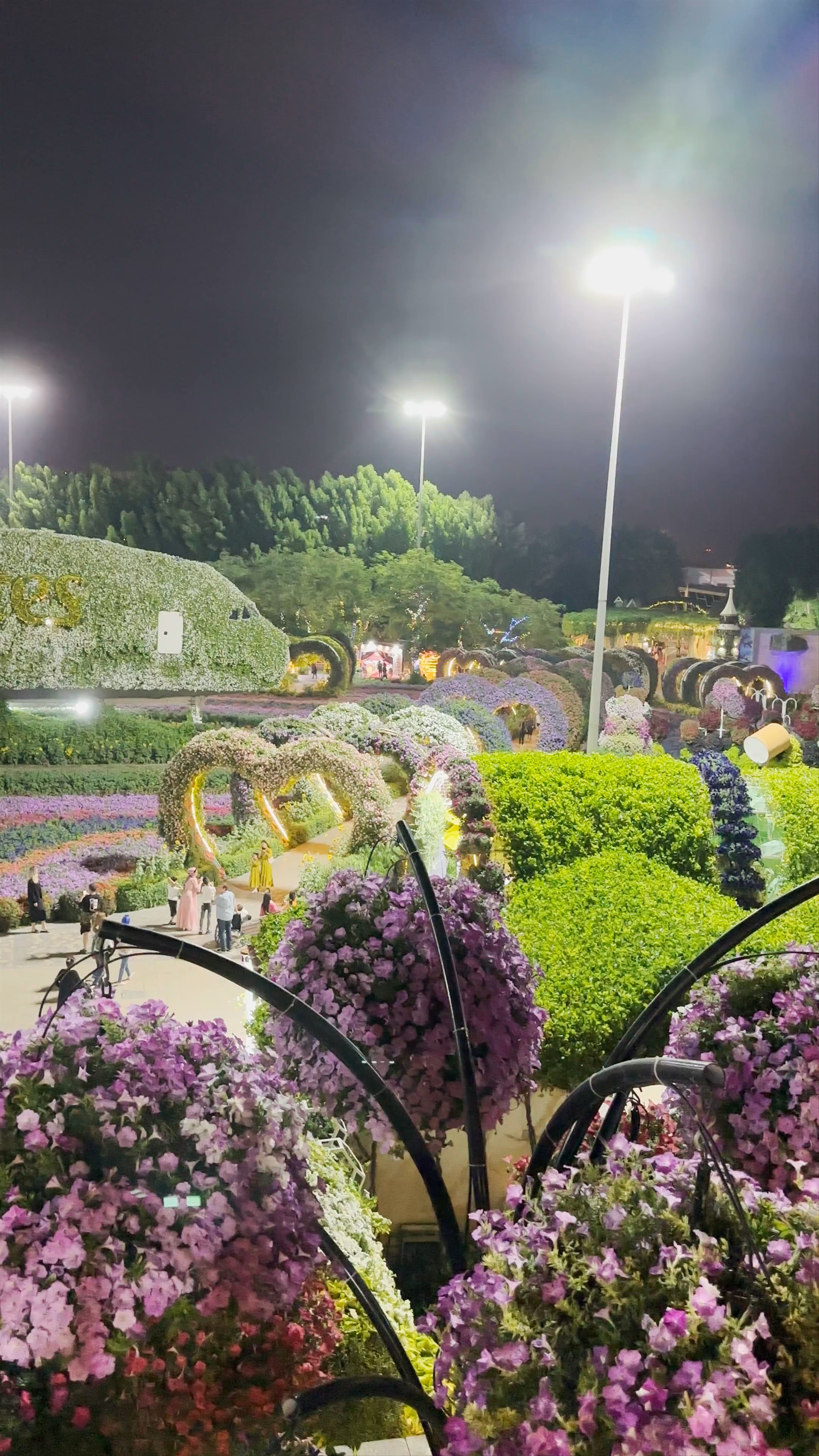 Enchanting Night at Dubai Miracle Garden's Airplane Flower Sculpture