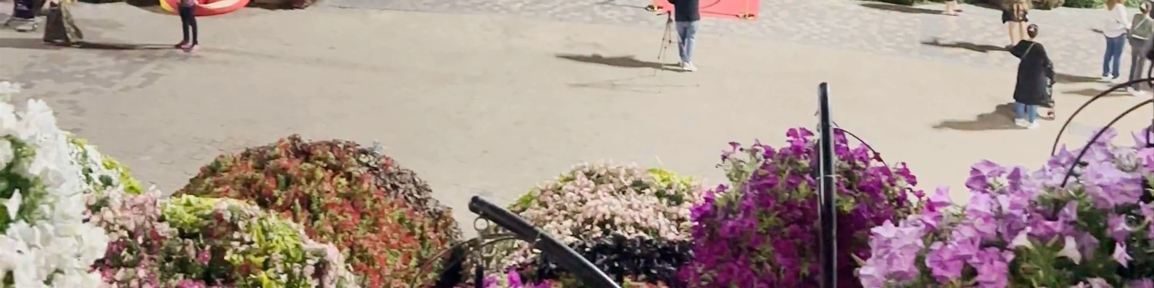 Miracle Garden Airplane Flowers - Dubai - United Arab Emirates