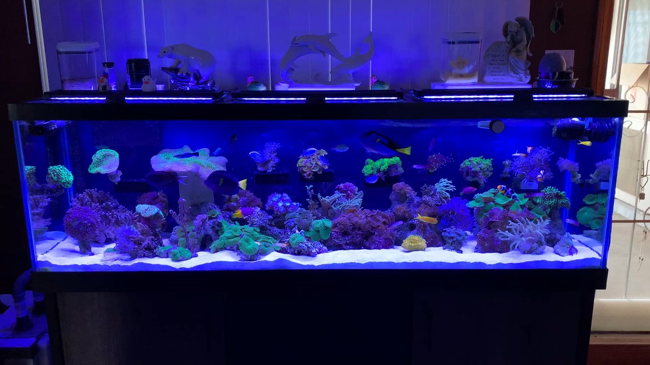 Happy Fish Pets - Really good Pet Store. Great owners willing to help you out. Giving you. Good advice. Great quality fish. - Aquarium Services Near Me - Brea, California