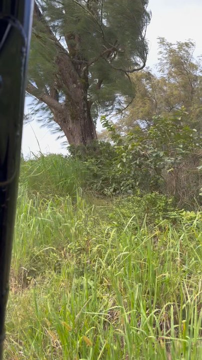 Kohala UTV Adventure - Beautiful views! - Historical Tours Near Me - Hawi, Hawaii