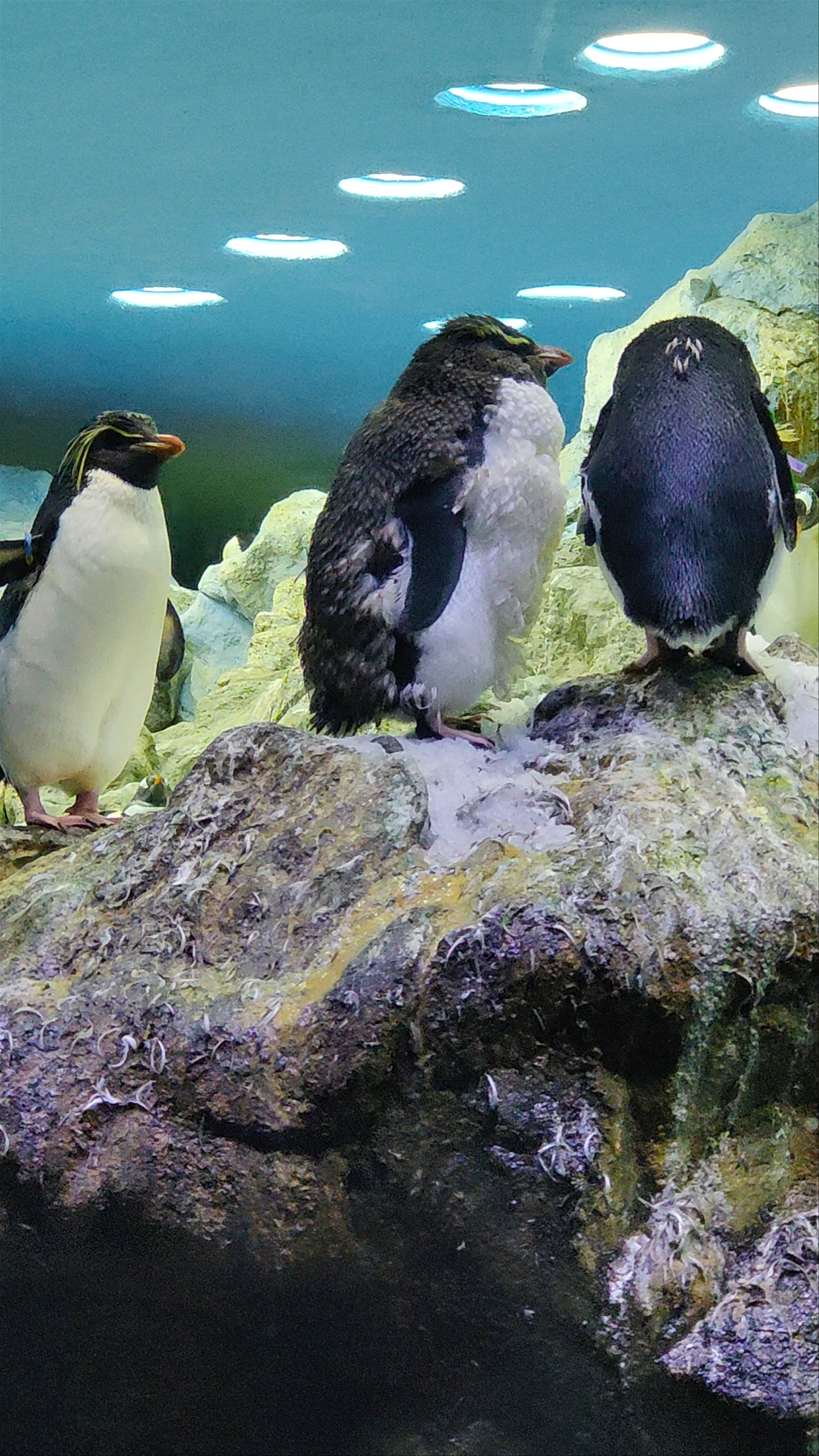 Planet Penguin