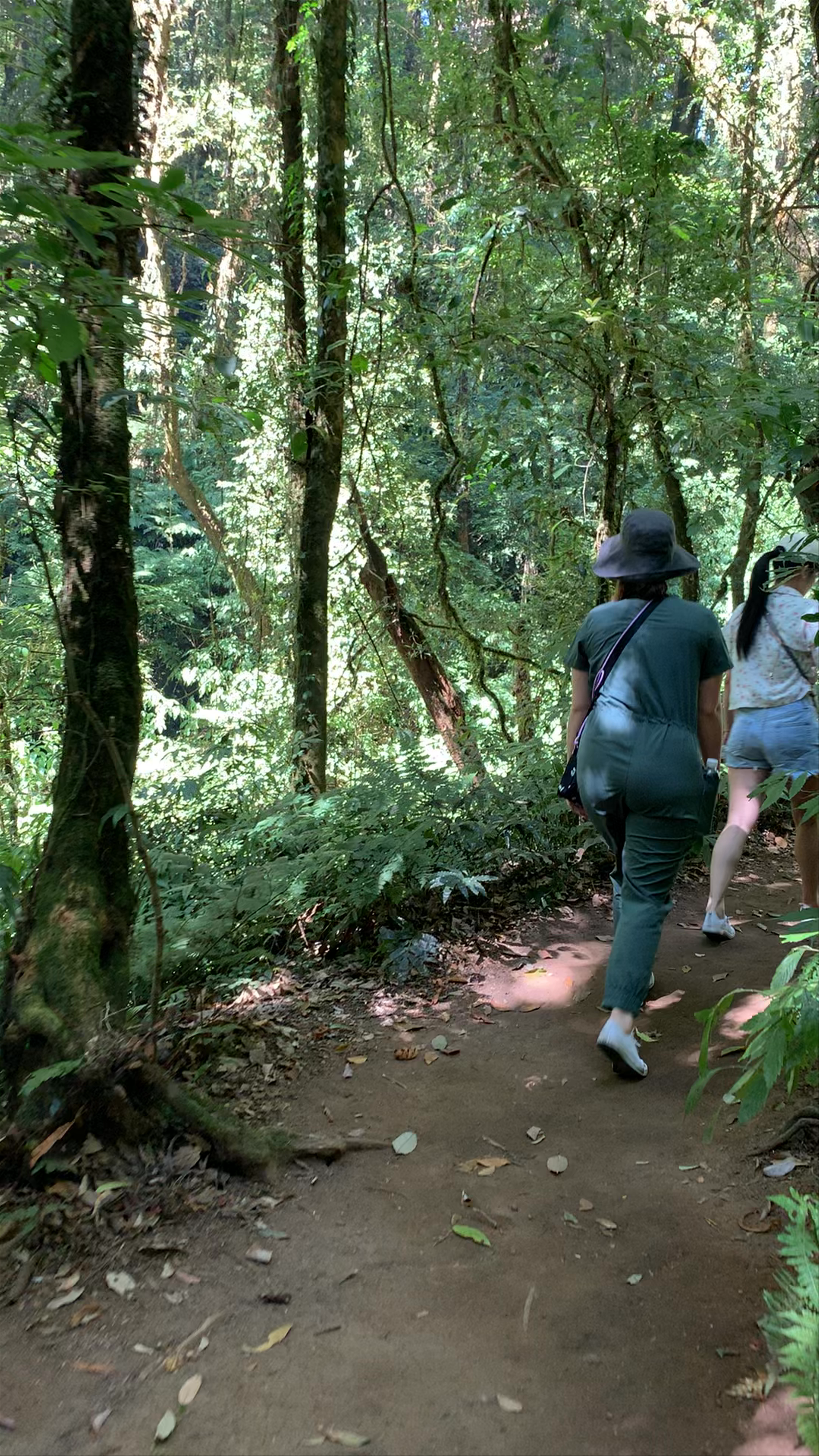 Kew Mae Pan nature trail
