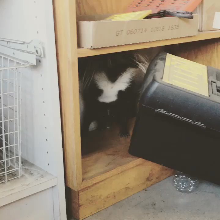 Active Animal Trapping - What do you do when you have an active skunk in your home ? You call active animal trapping ! Torrance's #1 skunk removal company - Pest Control Near Me - Corona, California