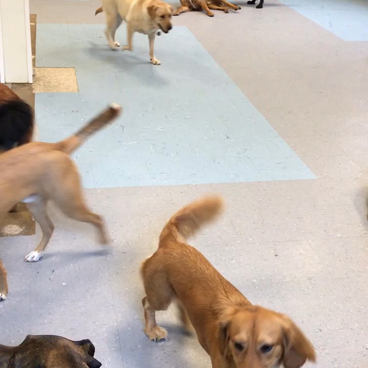 Pets At Play - DogServices Church Hill - Big dog room, Playing and having fun! - Pet Groomers Near Me - Richmond, Virginia