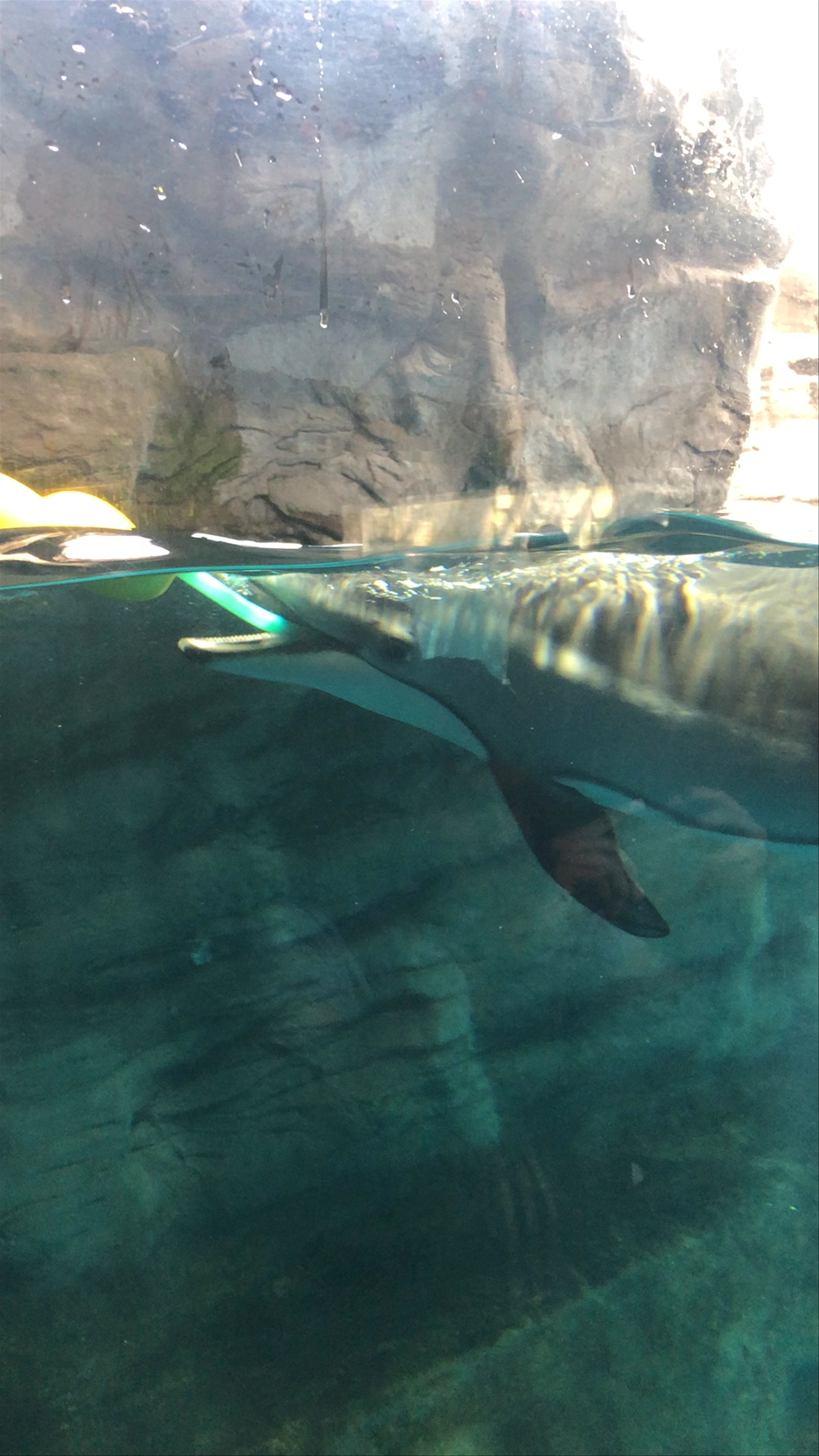 Osaka Aquarium Kaiyukan