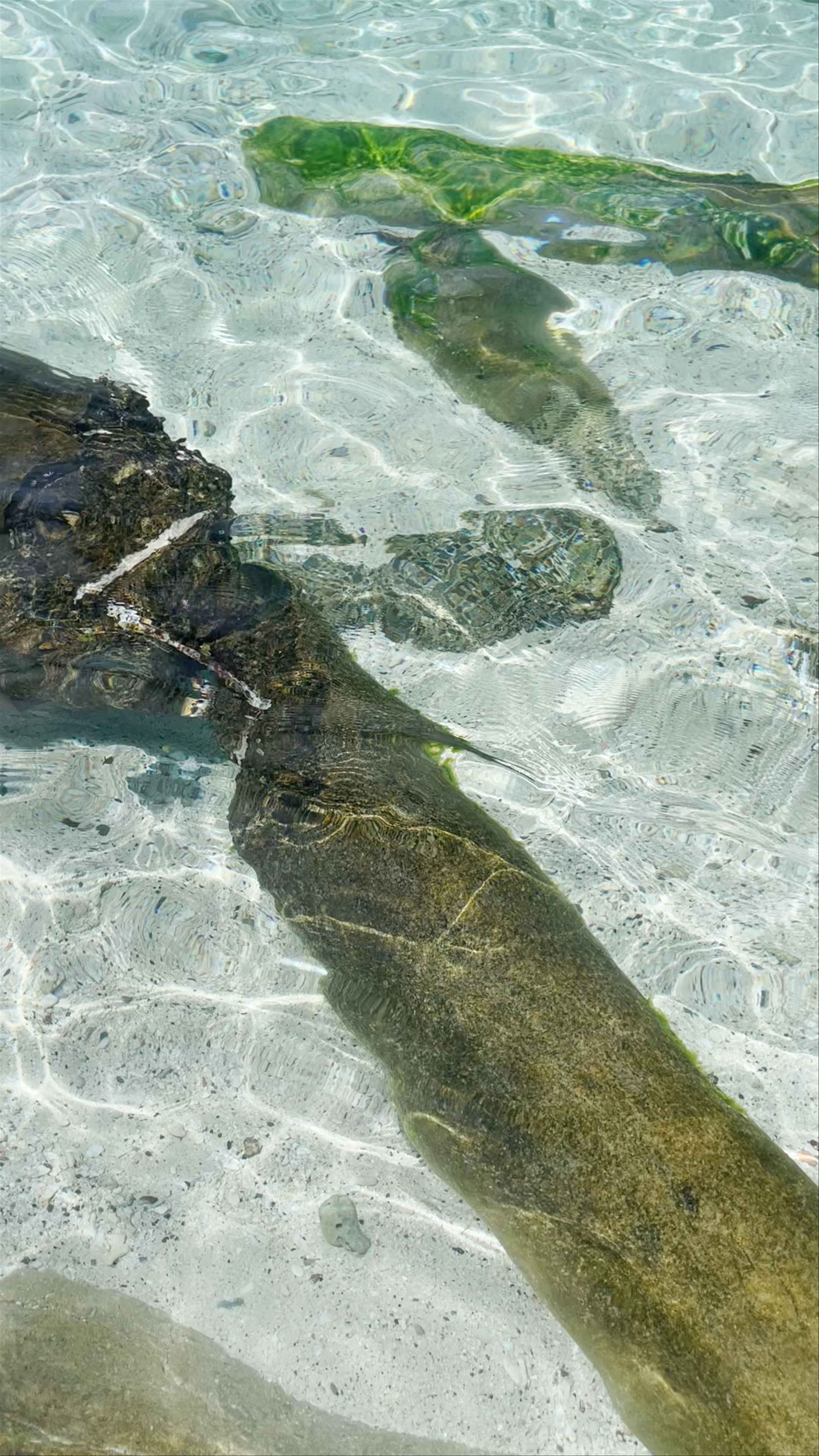 Crystal Clear Waters of Panagsama Beach, Moalboal