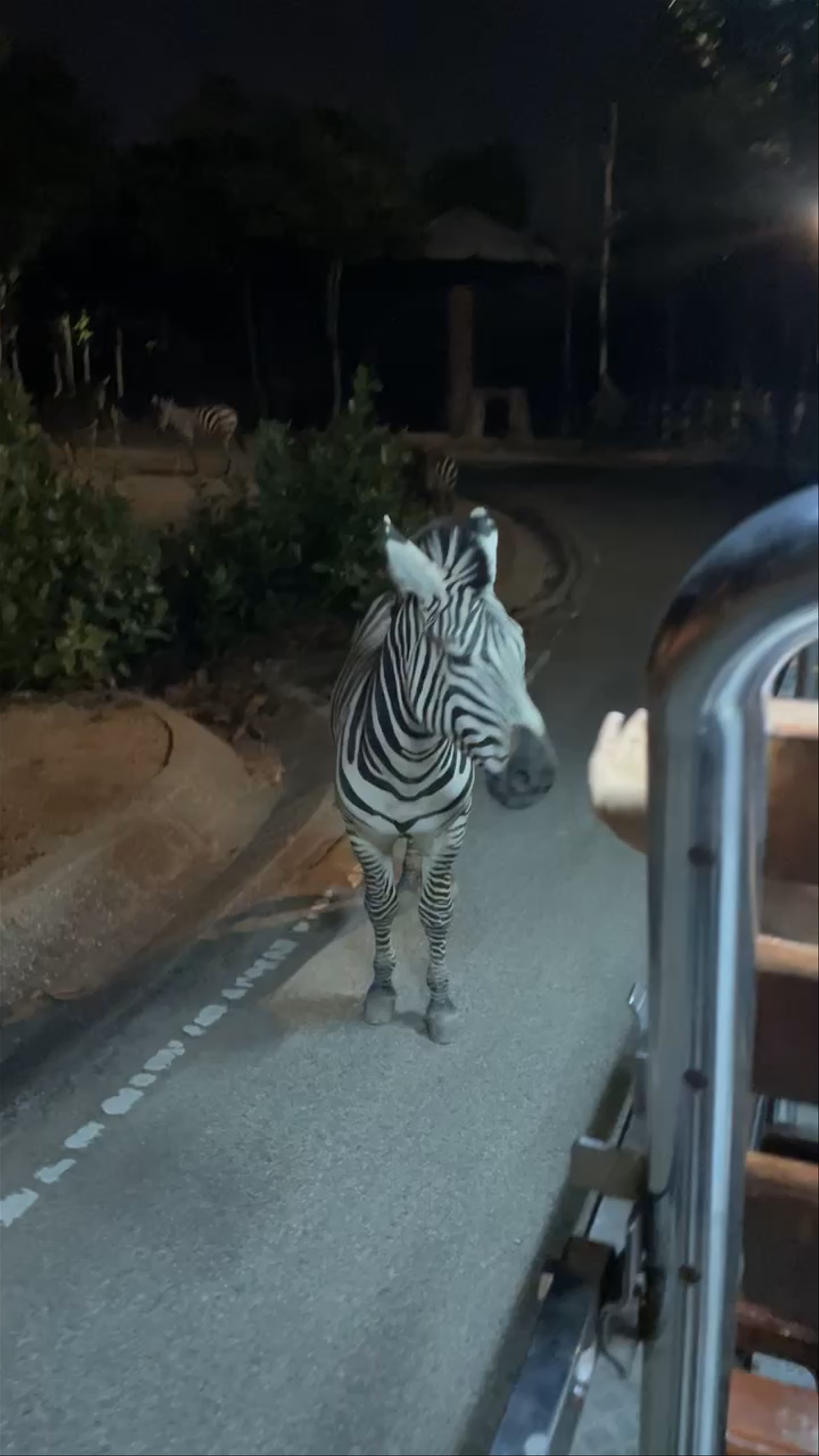 Chiang Mai Night Safari: Up Close with Zebras in the Dark