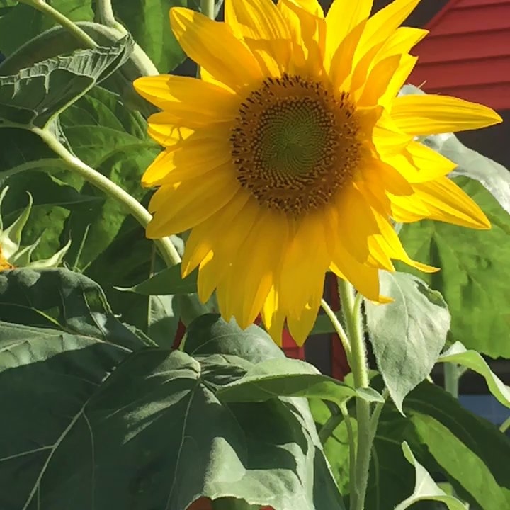 Los Girasoles - Los girasoles - Mexican Near Me - Youngstown, Ohio