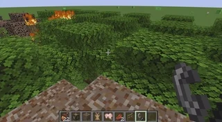 Last Acorn Grove – image 1