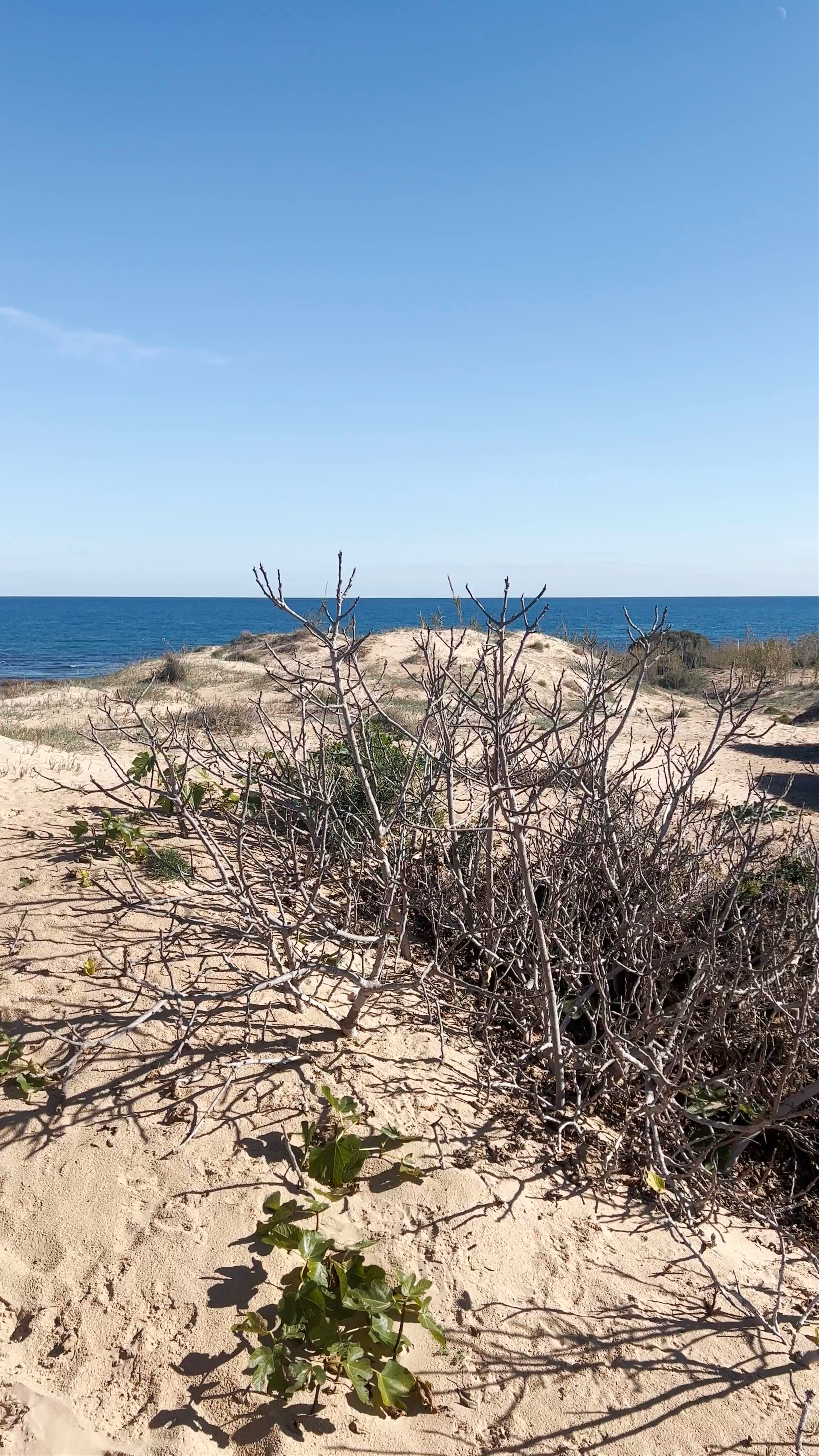 Dunas del Carabassí: Coastal Dunes Serenity in Gran Alacant, Spain