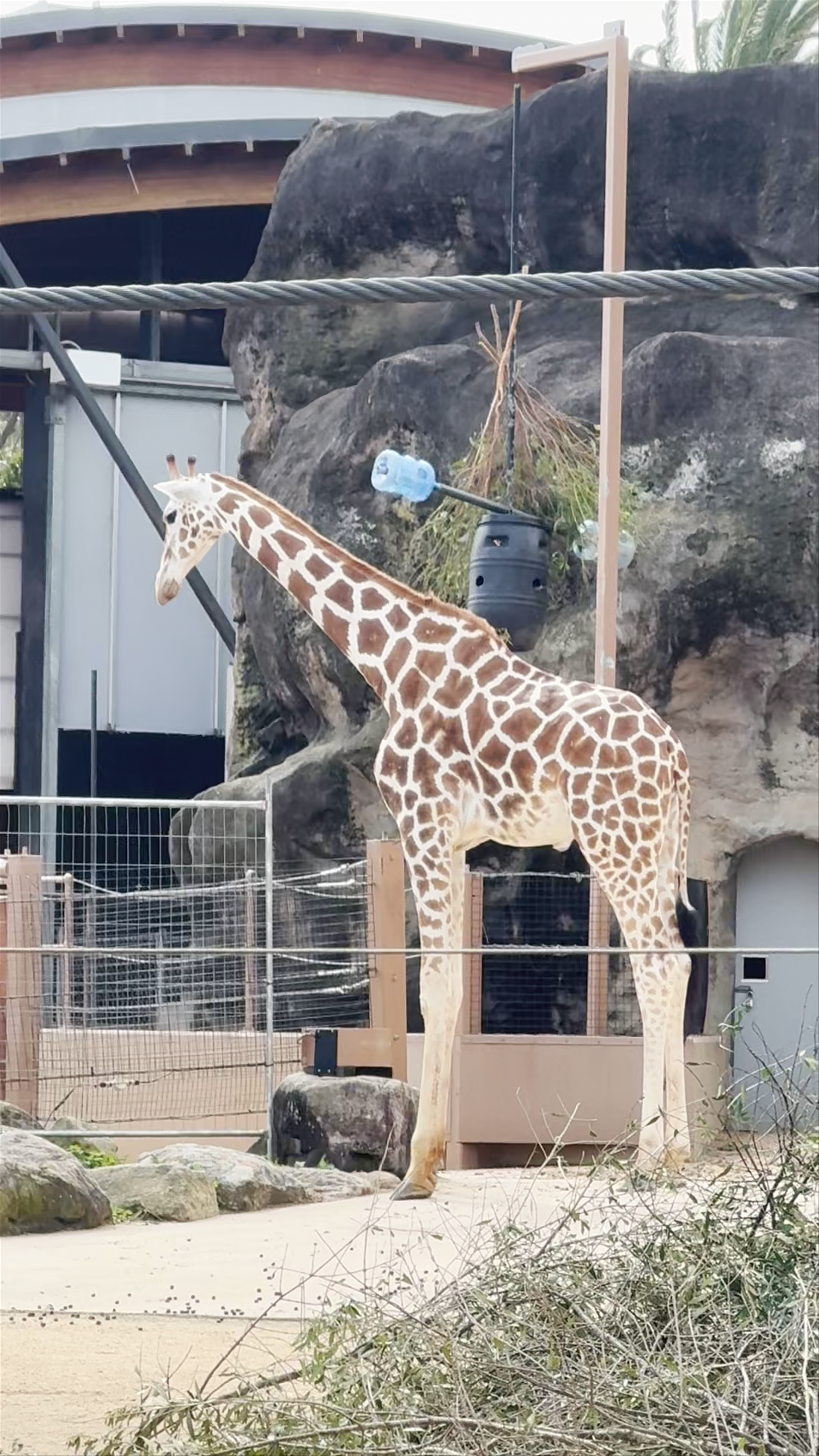 Giraffes at Taronga Zoo: Majestic Giants of Mosman