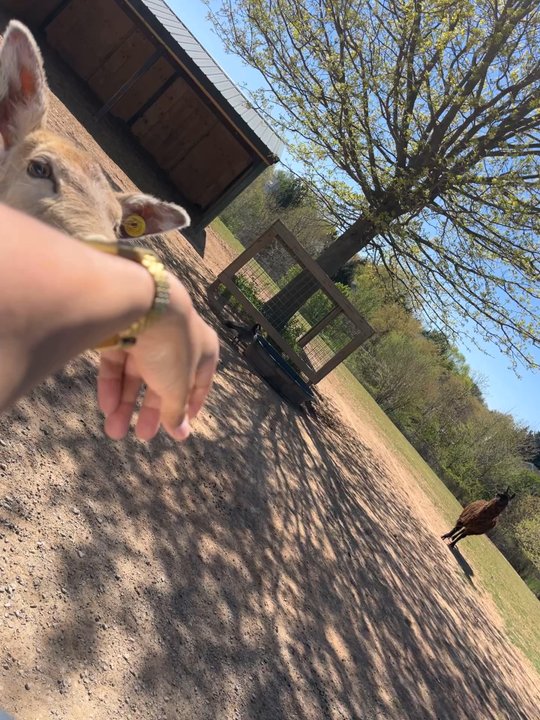 Nova Wild - Petting Zoos Near Me - Vienna, Virginia