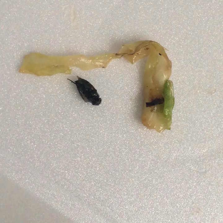 Happy Wok - FIRST OF ALL IM 15 AND IVE ALWAYS CAME HERS WITH MY FAMILY TO EAT ANS I FIND A FLY IN MY FOOD ARE YOU KIDDING ME THATS SO GROSS!!! - Chinese Near Me - La Puente, California