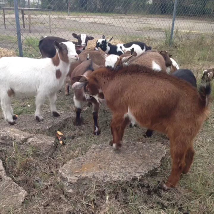 Cedars Goat Park - Goat fighting - Pet Services Near Me - Dallas, Texas