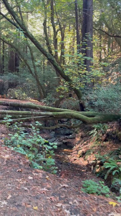 Dawn Falls - Dawn Falls Trail - Hiking Near Me - Larkspur, California