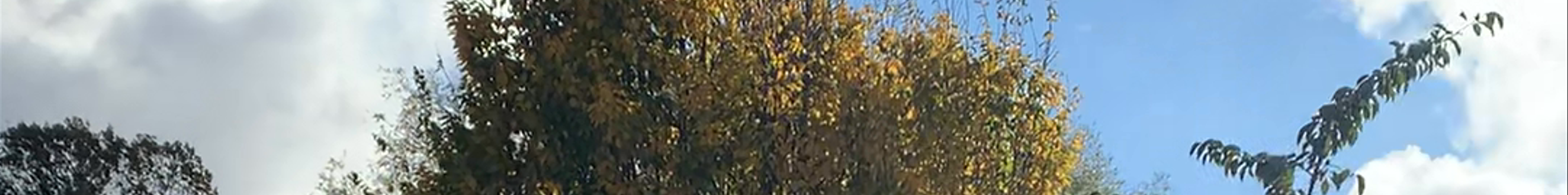 Tours & experiences in Göteborg