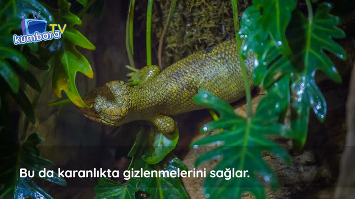 thumbnail Gececil Hayvanlar
