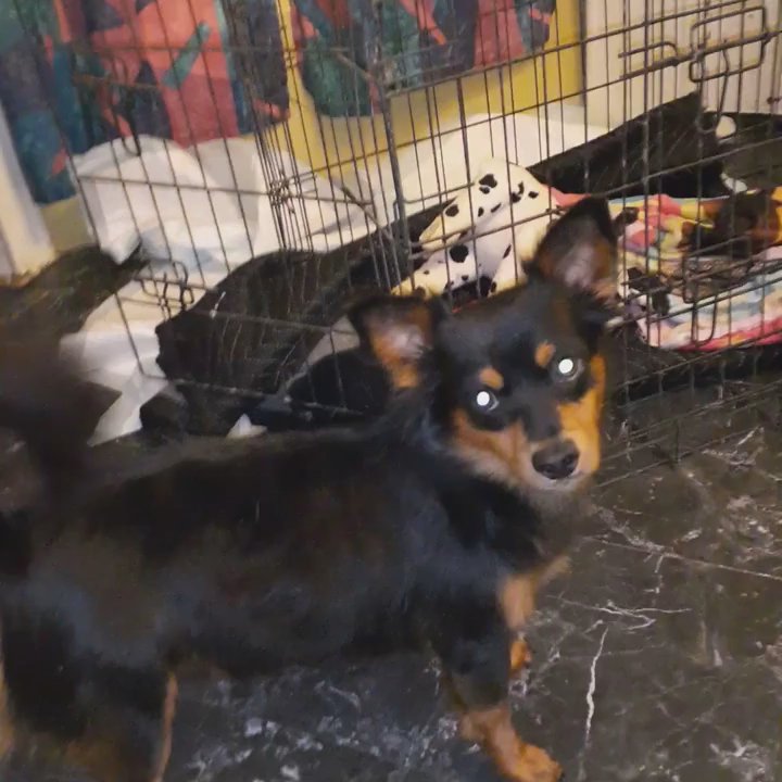 Becca's Babies - Bug seems to be deaf, but we pray that is the result of his infection. - Pet Adoption Near Me - Florence, Arizona
