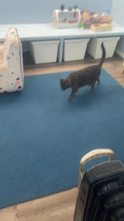 Sky Sailing - They even have a kids room, and a welcoming committee cat. - Tours Near Me - Warner Springs, California