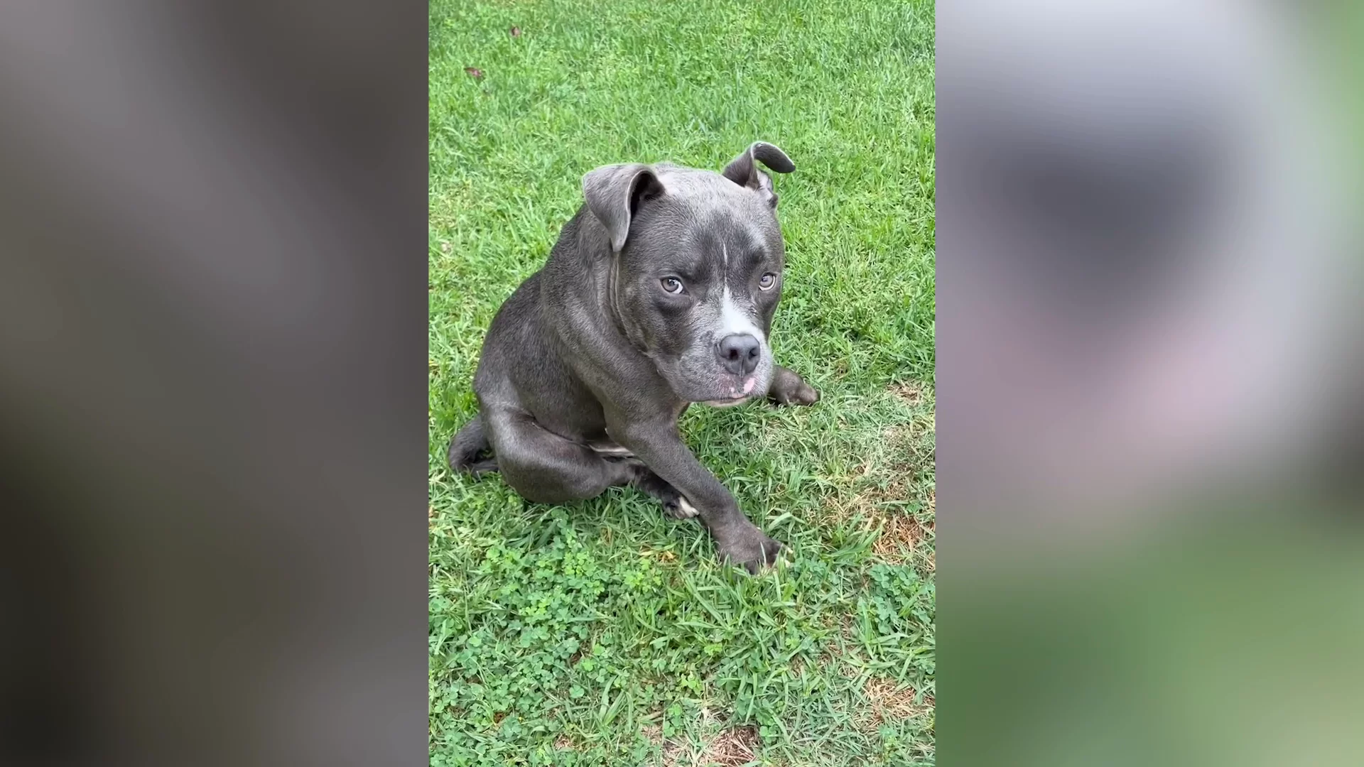 Dog With Rare Condition 'Tied Up Outside' Rescue With