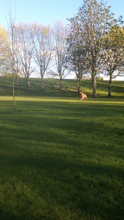 Eamonn Ceannt Park - Playgrounds Near Me - Dublin, D