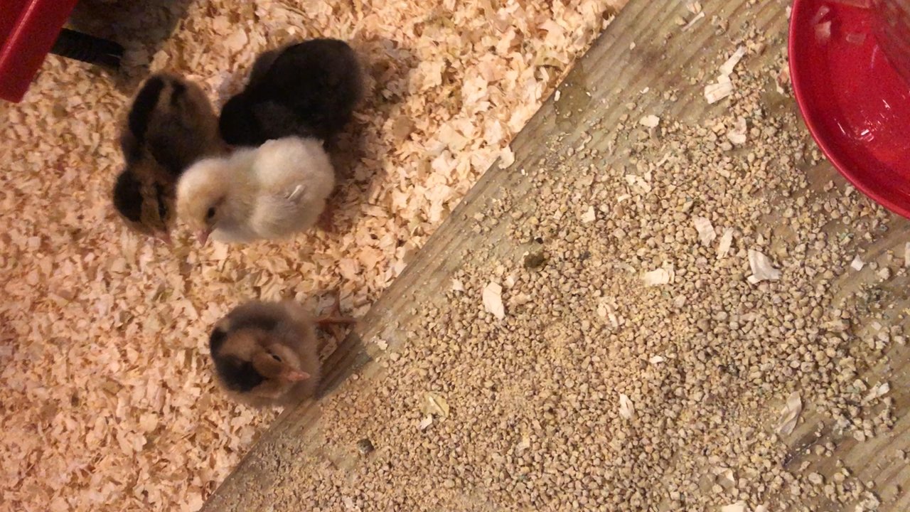 Murray McMurray Hatchery - Whiting True Blue baby hens doing great! - Livestock Feed & Supply Near Me - Webster City, Iowa