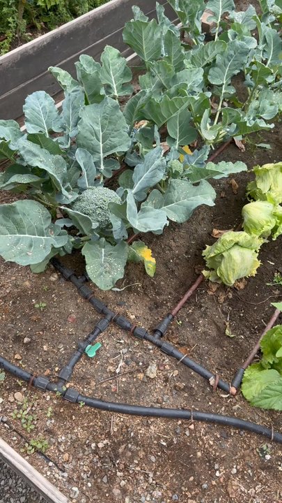 Fauna - Garden with fresh vegetables - Mexican Near Me - Guadalupe, BCN