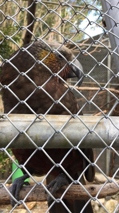 Te Anau Bird Sanctuary - Othe Local birds too including the local rain forest parrot - Zoos Near Me - Te Anau, STL
