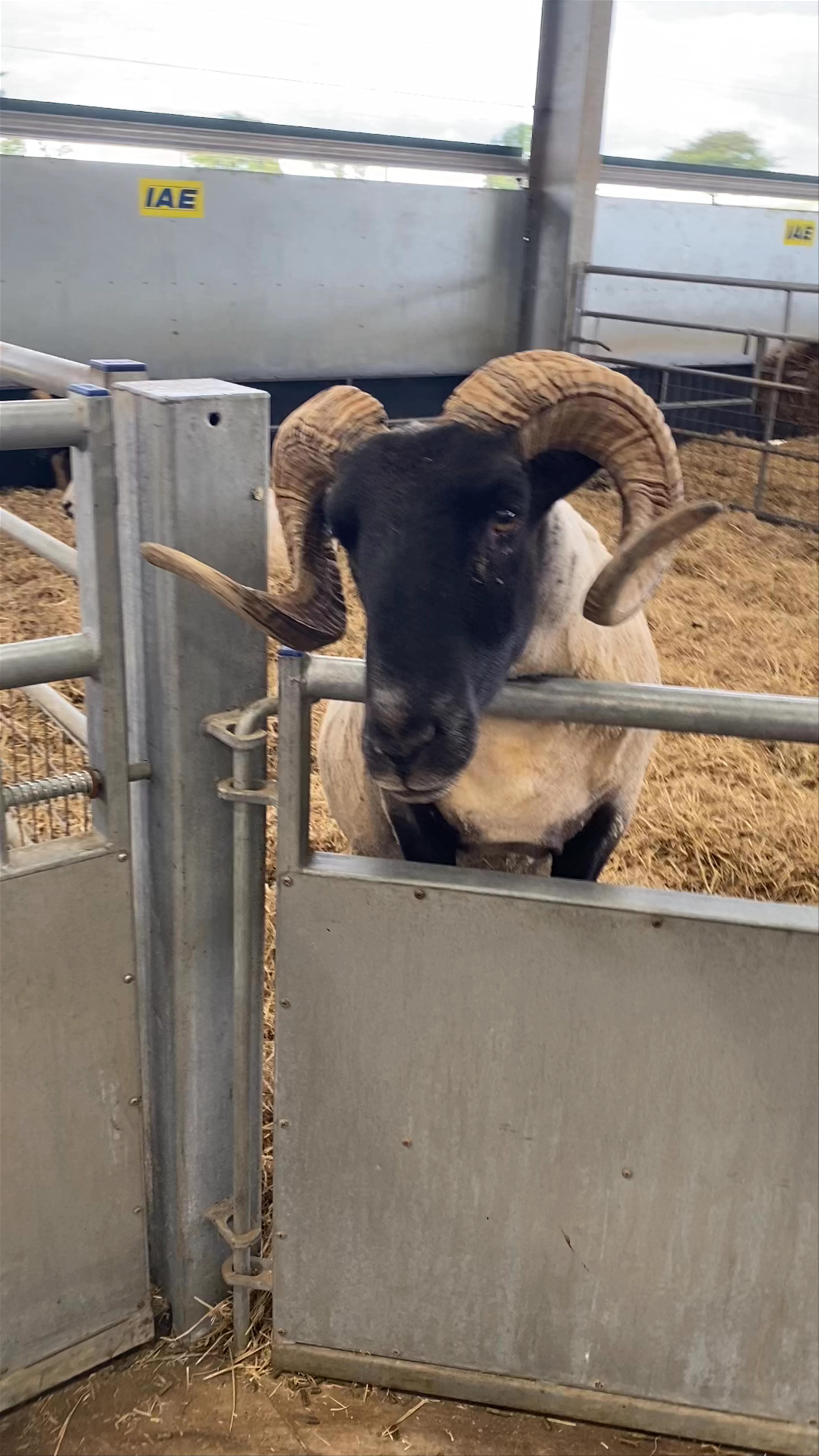 Cotswold Farm Park, Cheltenham, United Kingdom