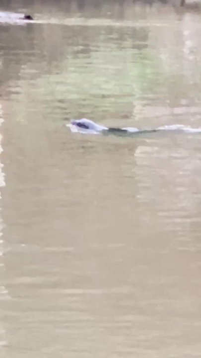 Anchor Lodge - Seals and birds float by all Day - Hotels Near Me - Fort Bragg, California