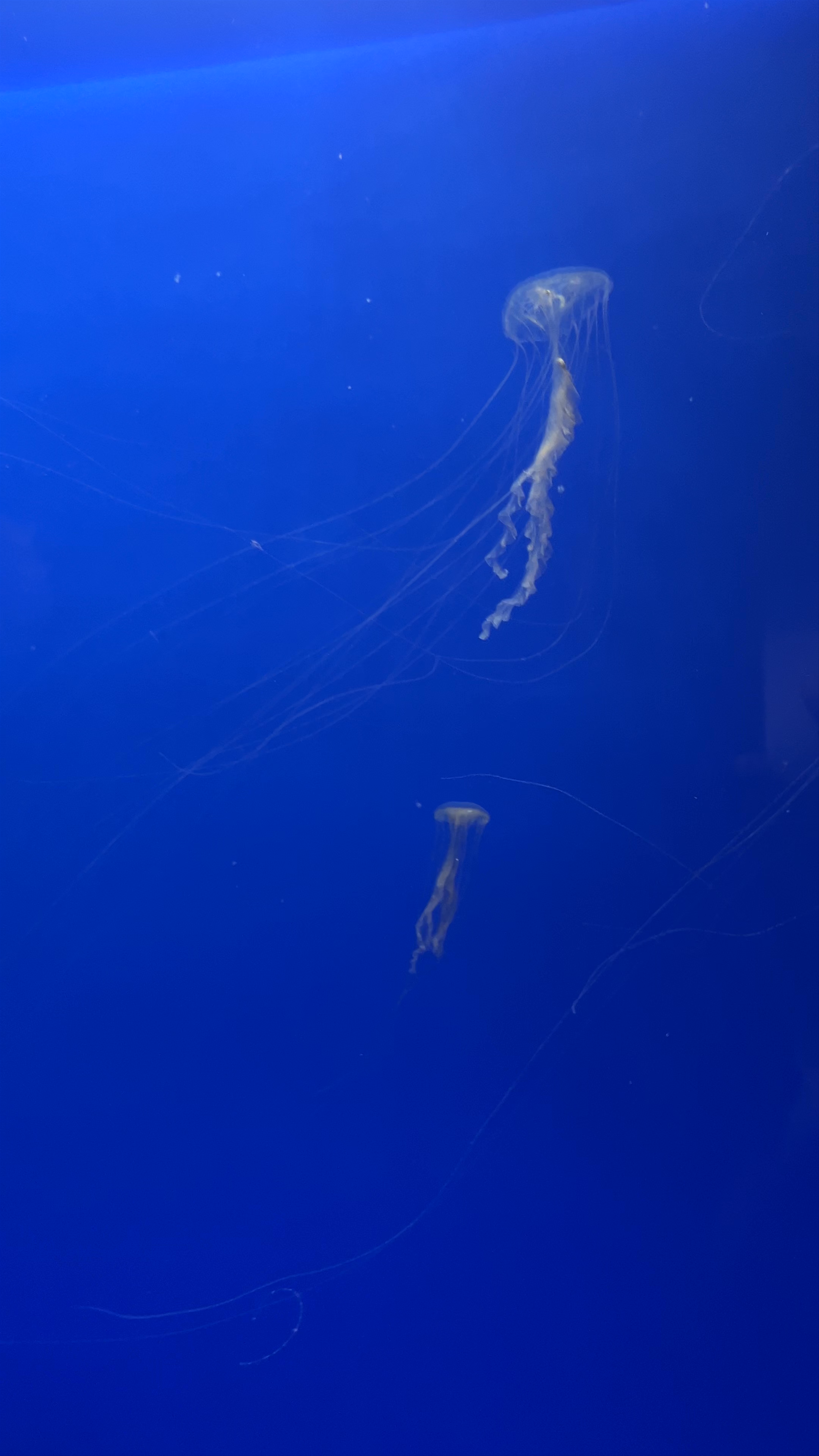 Sevilla Aquarium
