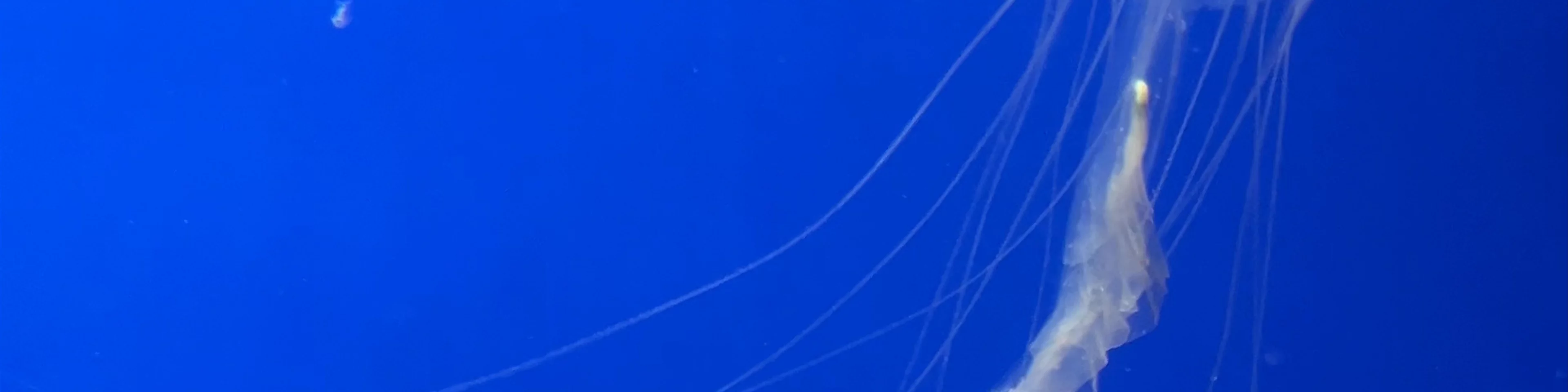 Sevilla Aquarium