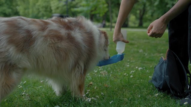 A dog drinks water from a portable pet water bottle