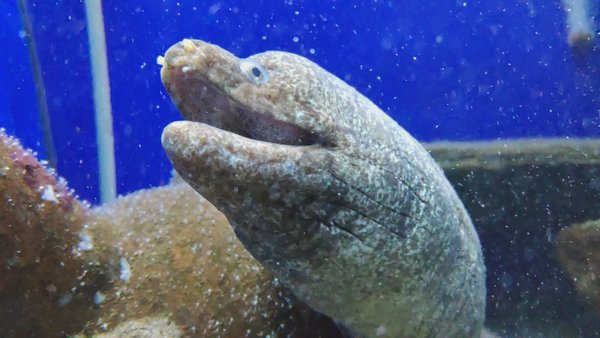 Photo of Watching kidako mora