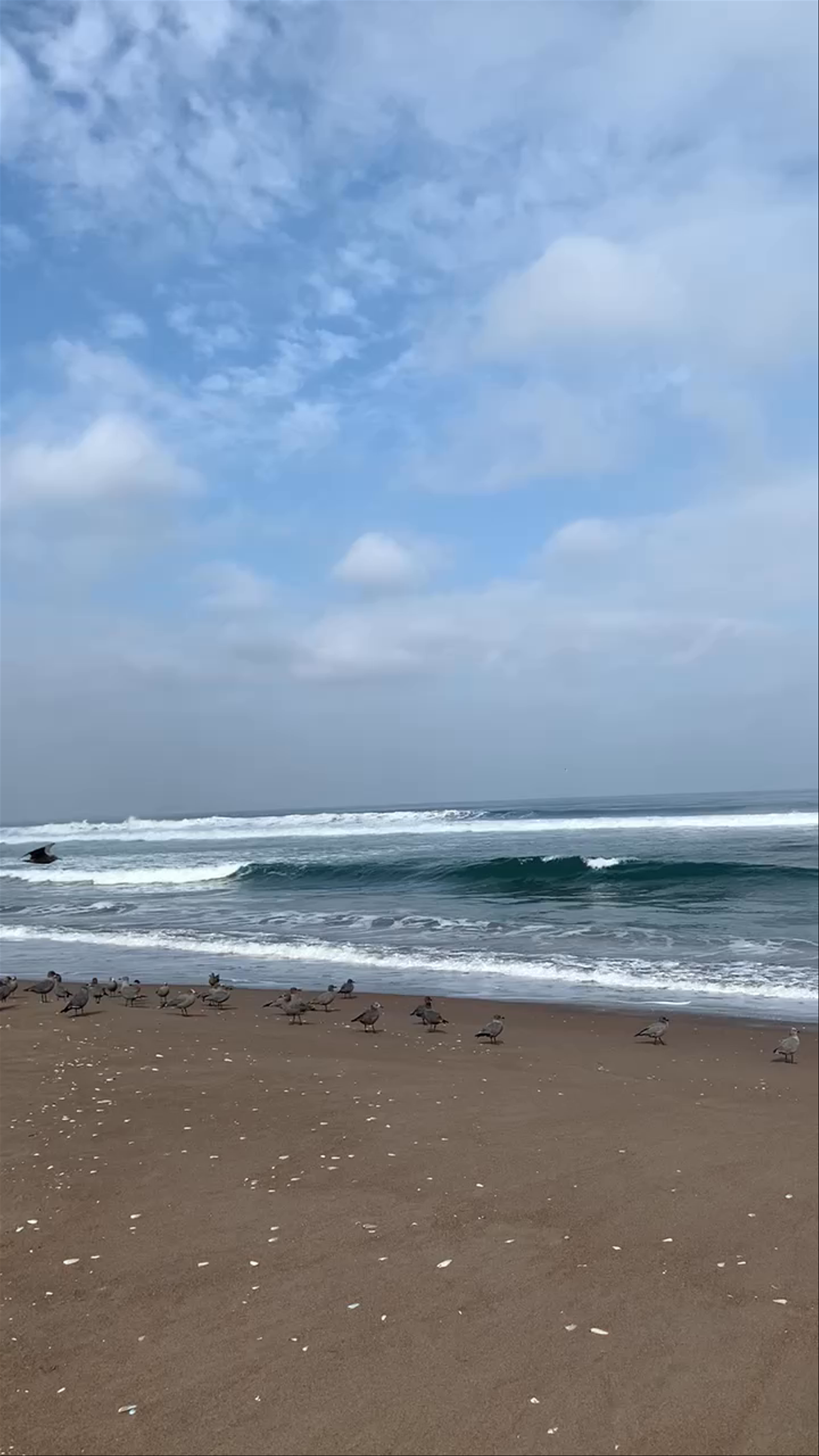 Punta Teatinos Humedal - Punta de Teatinos