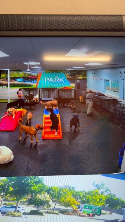 Dogtopia - Pet Groomers Near Me - Rancho Cordova, California