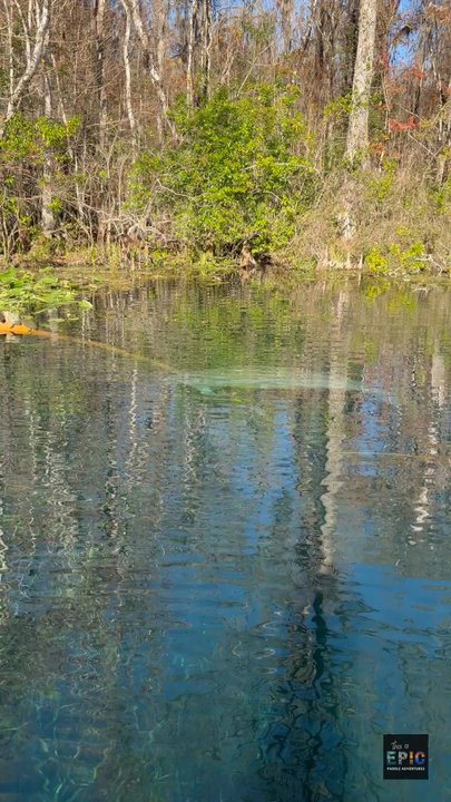 Epic Paddle Adventures - More underwater shots - Paddleboarding Near Me - Orlando, Florida