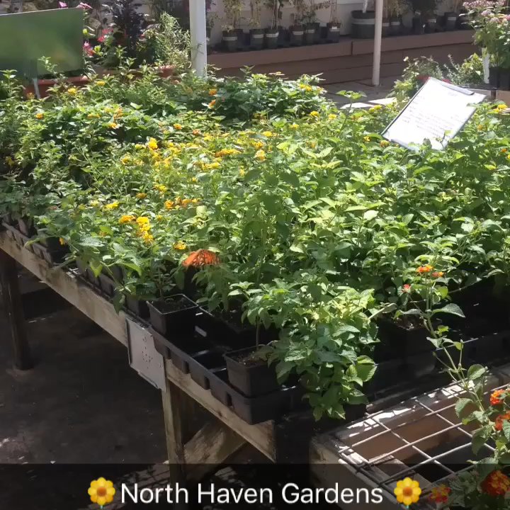 North Haven Gardens - The butterflies love it here! - Nurseries & Gardening Near Me - Dallas, Texas